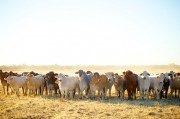 去除养殖成本养羊50只一年赚多少钱