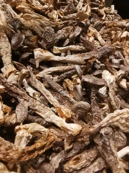 鹿茸菇：家常做法与食用好处及注意事项 第1张