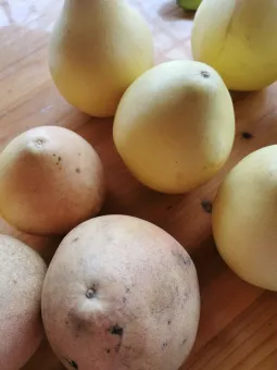 柚子：什么季节吃是应季、食用好处与注意事项 第1张