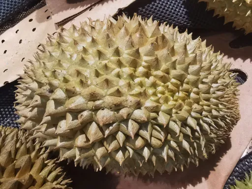 榴莲排骨汤:烹饪做法以及食用禁忌 第1张 榴莲排骨汤:烹饪做法以及食用禁忌 第1张