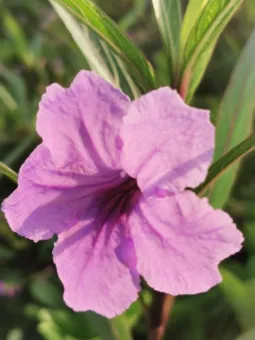 爱情与友谊 第1张 爱情与友谊 第1张